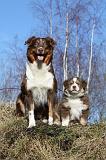 BERGER AUSTRALIEN - ADULT & PUPPY 045
